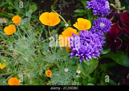 Pavot de californie Eschscholzia californica - - purple asters et grandir ensemble dans une jolie fleur double Banque D'Images