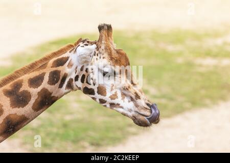 Vue de côté portrait de la tête de girafe Rothschild à l'extérieur. Banque D'Images