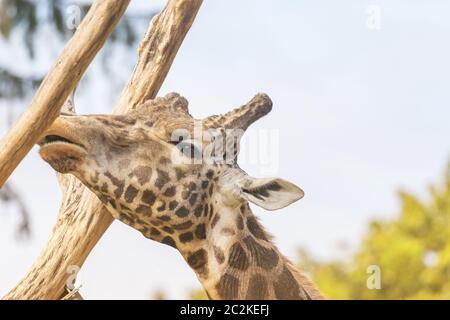 Vue latérale de la tête de girafe Rothschild grignoter sur un tronc en bois libre Banque D'Images