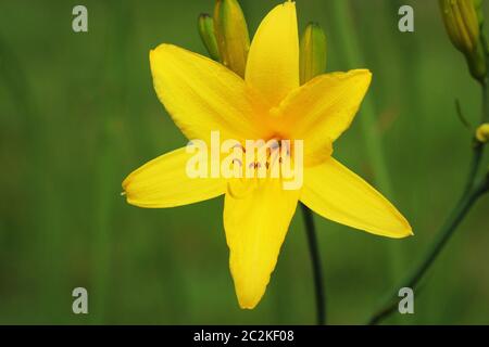 Hemerocallis lilioasphodelus Direction générale de la fleur (également appelé Lily, jaune citron, l'hémérocalle Hemerocallis flava). Hemerocallis flava connu aussi sous le nom de jour de Citron Banque D'Images