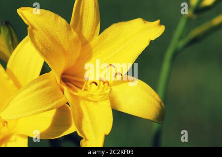 Hemerocallis lilioasphodelus fleur de la direction générale a également appelé Lily, jaune citron, l'hémérocalle Hemerocallis flava . Banque D'Images