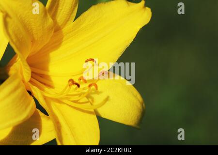 Hemerocallis lilioasphodelus fleur de la direction générale a également appelé Lily, jaune citron, l'hémérocalle Hemerocallis flava . Banque D'Images