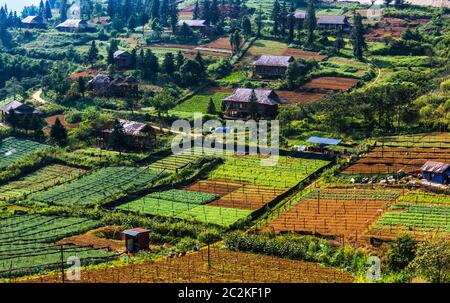 Petite agriculture à Sapa dans la province Lao Cai, dans le nord-ouest du Vietnam Banque D'Images