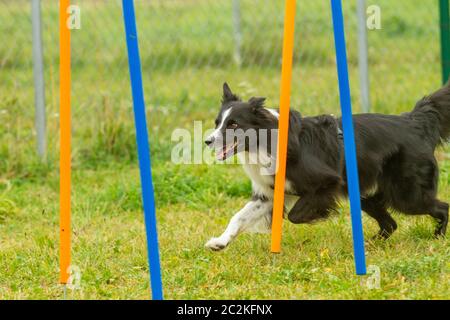 Un jeune chien border collie apprend dans l'agilité de la formation. Banque D'Images