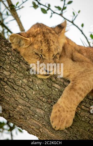 Close-up of lion cub dormir dans l'arbre Banque D'Images