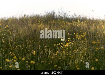 L'herbe longue, les pissenlits et les buttercups entre autres plantes composent cette image de texture de prairie. Accent particulier sur les butterbutterbutter à l'applique ensoleillée. Banque D'Images