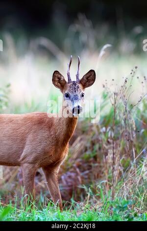 Buck deer dans une clairière, un portrait Banque D'Images