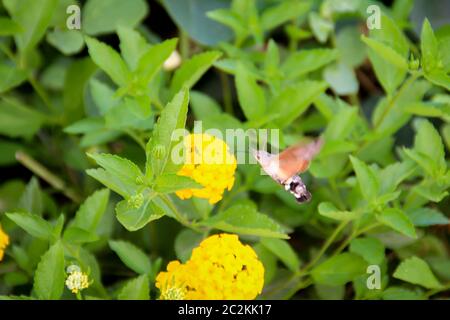 une queue de pigeon vole sur une fleur jaune Banque D'Images