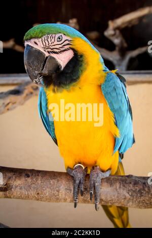 détails, portrait, vue d'un macaw, papagai Banque D'Images