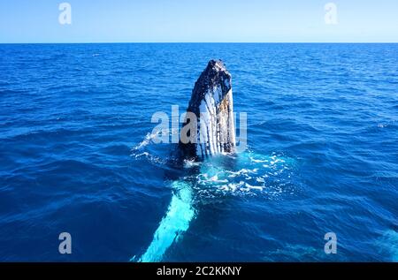 Baleine à bosse dans l'eau claire bleue près de Hervey Bay et Fraser Island en Australie Banque D'Images