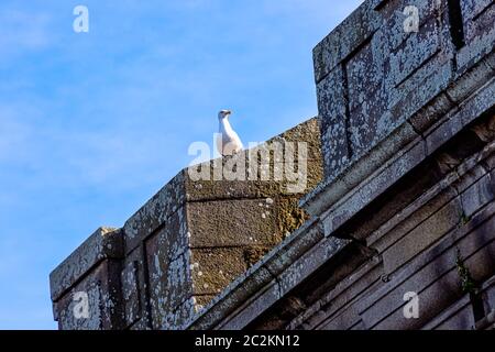 Goéland argenté européen (Larus argentatus) sur les remparts de la ville de Saint-Malo, Bretagne, France Banque D'Images