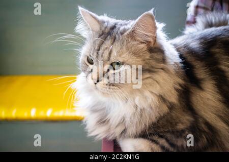 Chat domestique refroidi dans un café, stock photo Banque D'Images