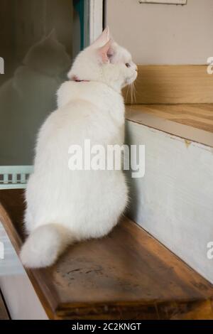 Chat domestique refroidi dans un café, stock photo Banque D'Images