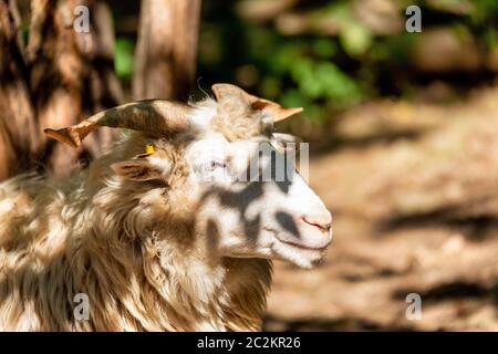 ram ou rammer, mâle de mouton avec cornes dans la ferme rurale Banque D'Images