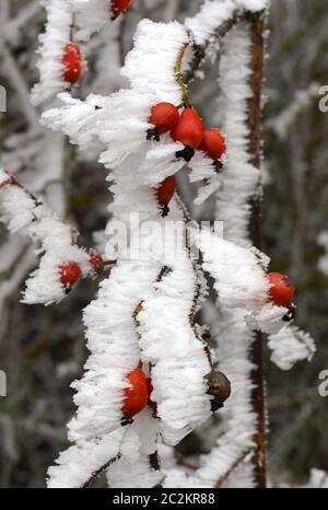 Hanche rose sur le Bush en hiver Banque D'Images