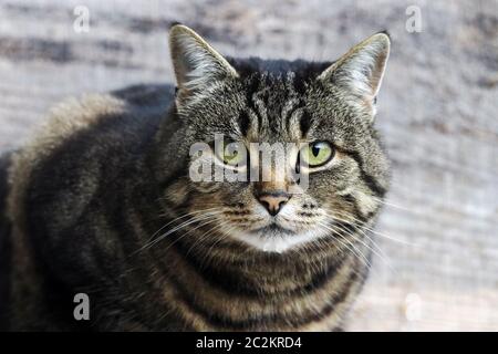 Gros plan sur le visage d'un joli chat brun-noir Banque D'Images