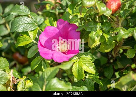 Rose Kamchatka Banque D'Images