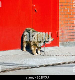 Un grand chien de garde déchiqueuse sur une laisse de chaîne se trouve au seuil de la porte métallique rouge dans un mur de briques. Concept de protection du territoire. Espace pour la copie. Banque D'Images