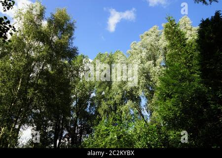 Rares arbres géants sous ciel bleu en été Banque D'Images