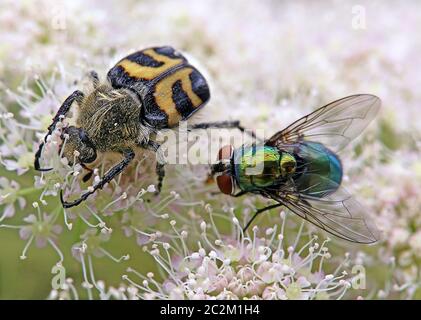 La mouche d'or Lucilia sericata et le coléoptère en forme de bande Trichius fasciatus Banque D'Images