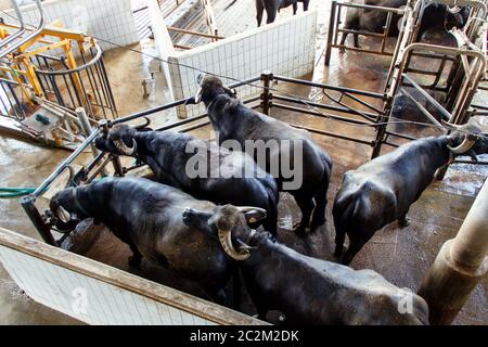 Élevage de bisons près de Salerne pour la production de mozzarella de bufflonne, Campanie, Italie Banque D'Images