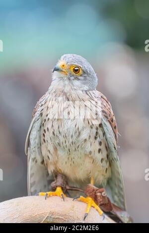 Faucon crécerelle (Falco tinnunculus) Banque D'Images