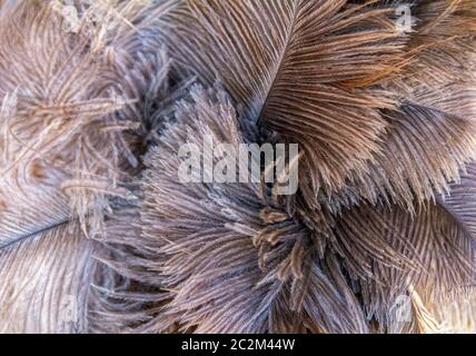 Plumes d'autruche moelleux full frame background Banque D'Images