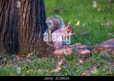 Couleur du feuillage d'automne du Madison Square Park Flatiron District dans Midtown Manhattan Banque D'Images