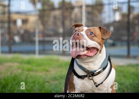 Pitbull en attente d'une promenade en ville avec langue Banque D'Images