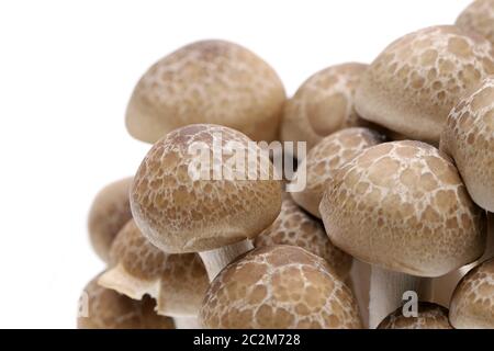 Champignons shimeji frais japonais sur fond blanc Banque D'Images