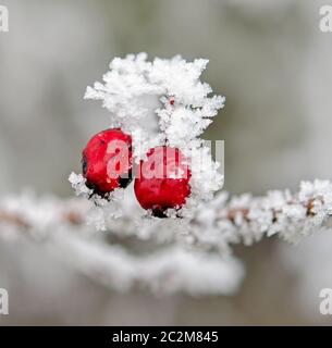 buisson d'aubépine enneigé en hiver Banque D'Images
