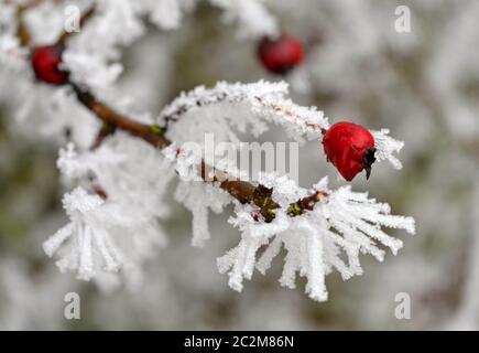 buisson d'aubépine enneigé en hiver Banque D'Images