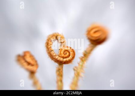 WA16900-00...WASHINGTON - trois têtes de violon à fougères d'épée commencent à se défurler. Banque D'Images