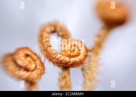 WA16901-00...WASHINGTON - trois têtes de violon à fougères d'épée commencent à se déjouer. Banque D'Images
