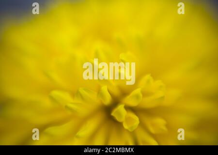 WA16903-00...WASHINGTON - image artistique d'une fleur jaune prise avec un spot Sweet Spot de bébé de lentille 50. Banque D'Images