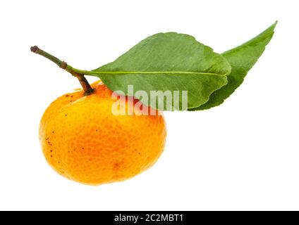 Vue latérale de la mandarine abkhaze fraîche mûre avec des feuilles vertes isolées sur fond blanc Banque D'Images