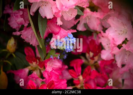 WA16909-00...WASHINGTON - UNE fleur bleue qui pousse dans un buisson de rhododendron en pleine floraison. Banque D'Images