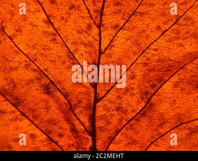 plein cadre gros plan d'une feuille d'automne marron illuminée montrant des veines et des cellules Banque D'Images