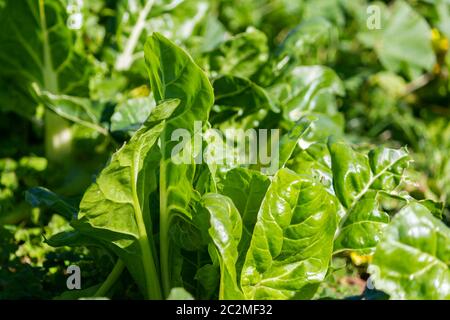 Belles feuilles de verger dans le domaine agricole feuilles de verger organiques dans le champ agricole de feield. Banque D'Images