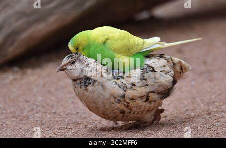 Budgerigar fait un tour Banque D'Images