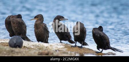 Un groupe de Cormorants néotropes, Phalacrocorax brasilianus, se trouve sur la rive du lac Patagonia, dans le parc national du lac Patagonia, en Arizona Banque D'Images