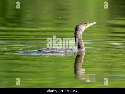 Un Cormorant néotrope, Phalacrocorax brasilianus, nage dans un petit lac de la réserve riveraine du Water Ranch, Gilbert, Arizona Banque D'Images