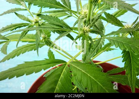 Presque prêt pour la récolte, la plante de cannabis avec des pistils blancs et les trichomes commencent à apparaître, la culture de la marijuana à la maison Banque D'Images