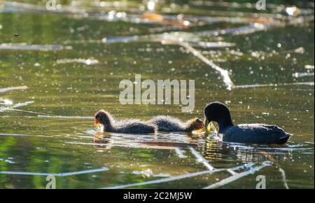 Un coot américain, Fulica americana, nourrit ses poussins tout en nageant dans un lac du parc Papago, qui fait partie de la réserve des montagnes Phoenix près de Phoenix, Ari Banque D'Images