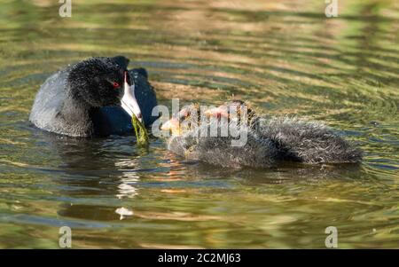 Un coot américain, Fulica americana, nourrit ses poussins tout en nageant dans un lac du parc Papago, qui fait partie de la réserve des montagnes Phoenix près de Phoenix, Ari Banque D'Images