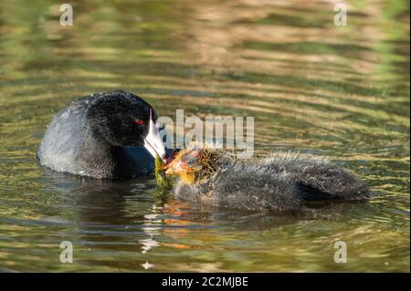 Un coot américain, Fulica americana, nourrit ses poussins tout en nageant dans un lac du parc Papago, qui fait partie de la réserve des montagnes Phoenix près de Phoenix, Ari Banque D'Images