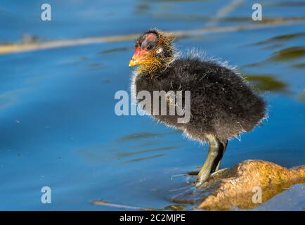 Un poussin américain, Fulica americana, se dresse sur le rivage d'un lac dans le parc Papago, qui fait partie de la réserve des montagnes Phoenix près de Phoenix, en Arizona Banque D'Images