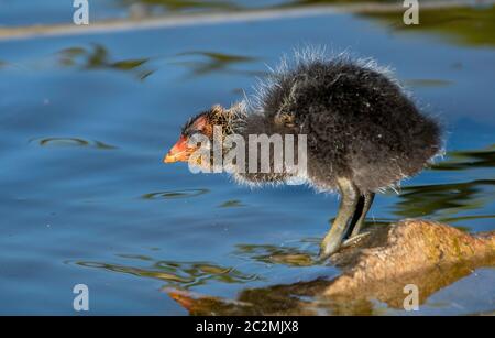 Un poussin américain, Fulica americana, se dresse sur le rivage d'un lac dans le parc Papago, qui fait partie de la réserve des montagnes Phoenix près de Phoenix, en Arizona Banque D'Images