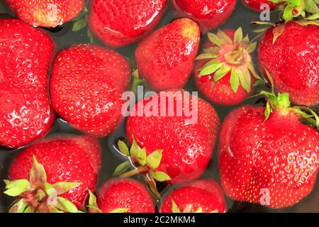 Fraise rouge. Processus de lavage des fraises fraîches. Les baies fraîches de fraise dans l'eau Banque D'Images