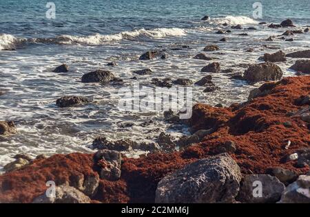 Détail des vagues de mer qui s'écrasant sur la côte rocheuse du mexique. Banque D'Images